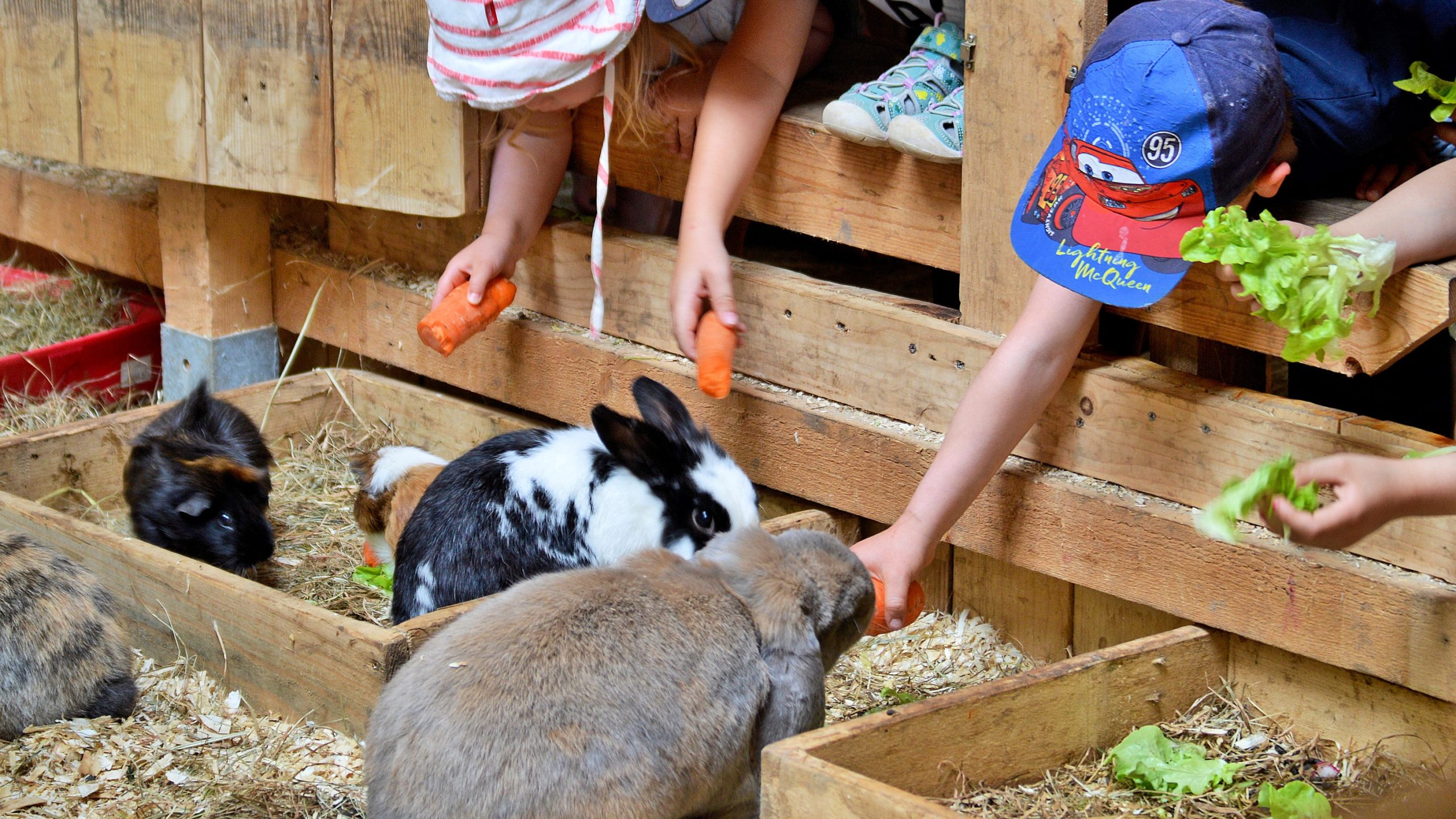 Kinder_fuettern_Kaninchen