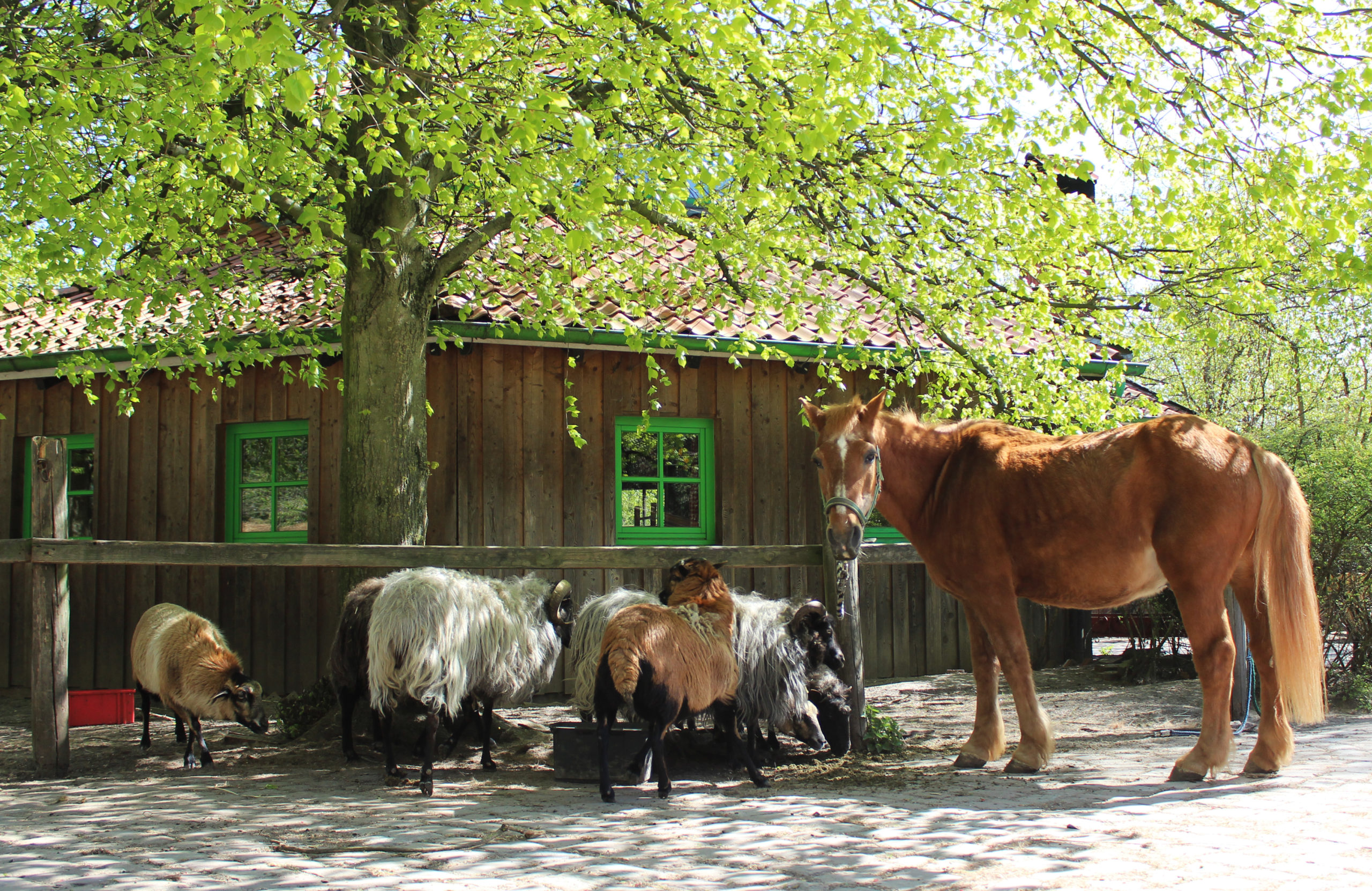 Tiere_Pferd_und_Ziegen